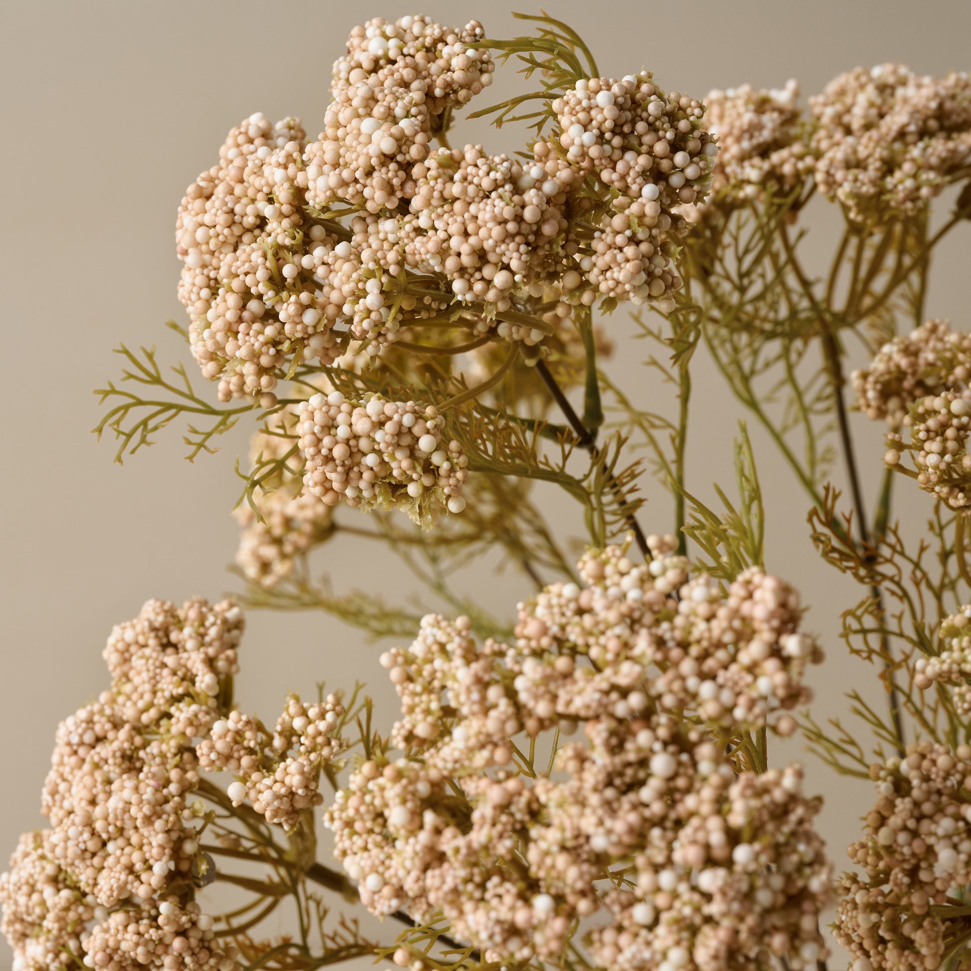 Cream Yarrow Bush up close