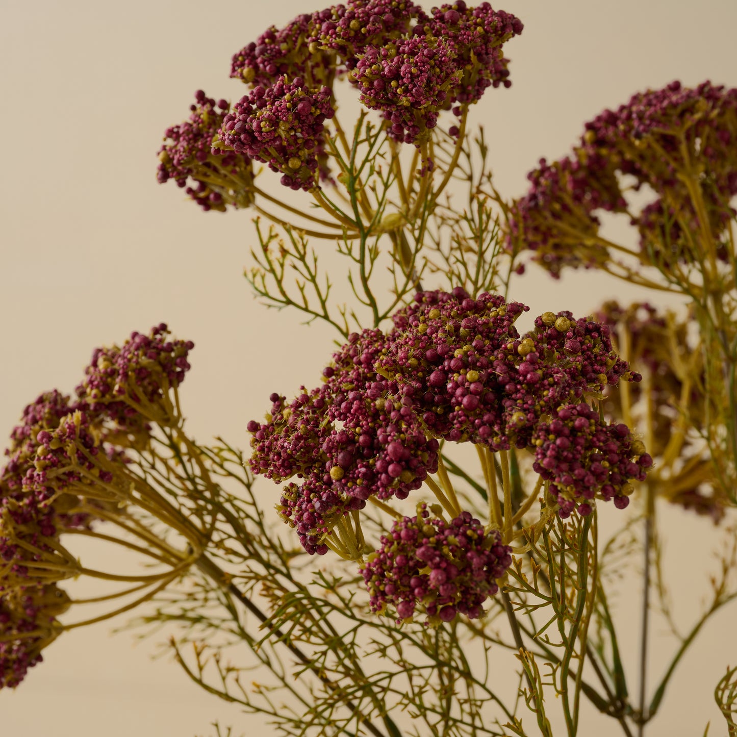 Purple Yarrow Bush up close