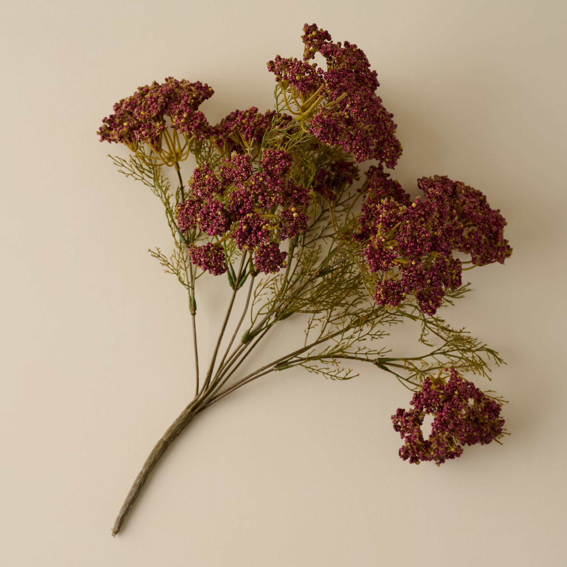 Purple Yarrow Bush