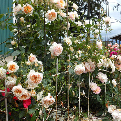 Ginger Syllabub™ Rose Bush