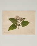 Jo's Hand Pressed Herbarium Prints - "From Crew" '23