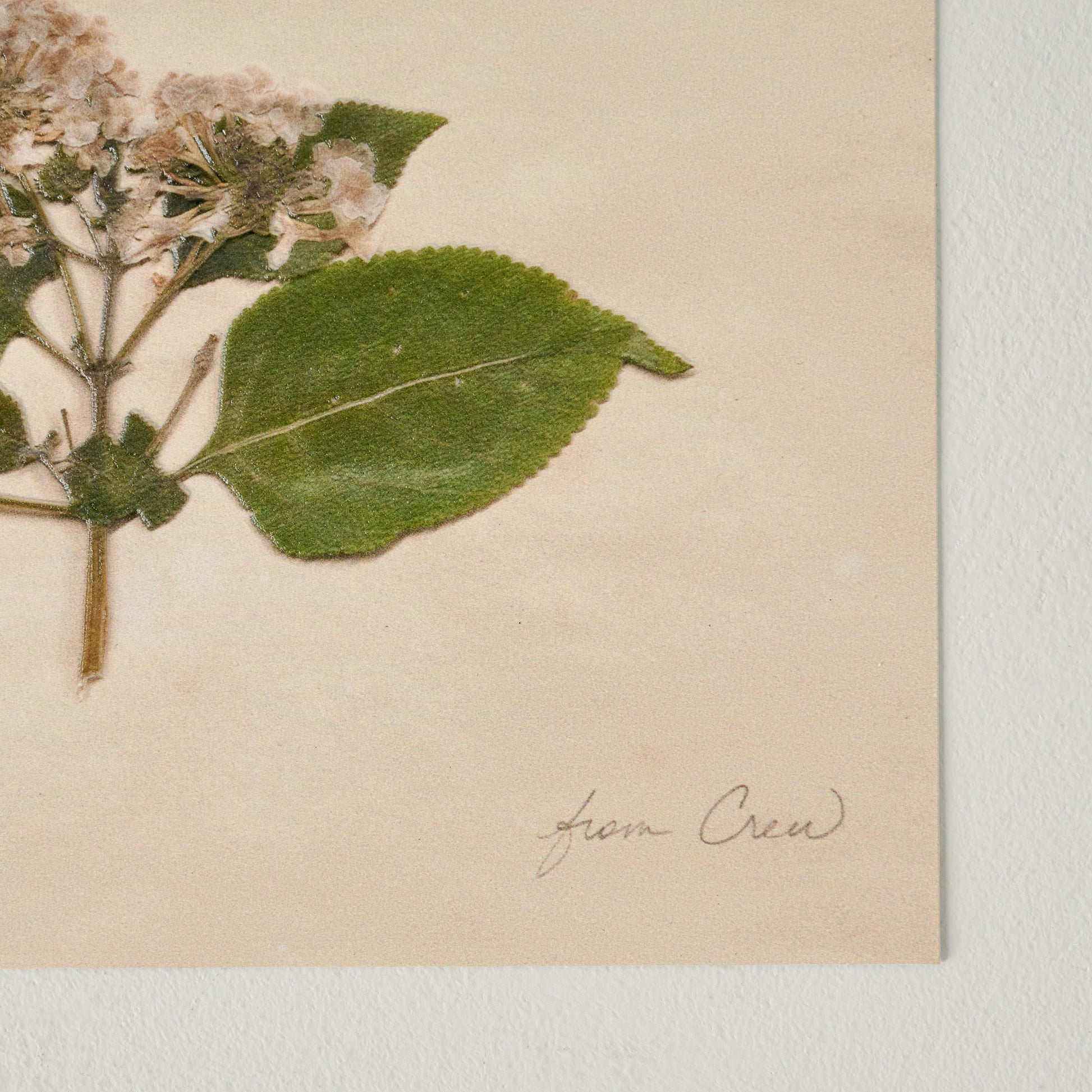 Jo's Hand Pressed Herbarium Prints - "From Crew" '23 up close