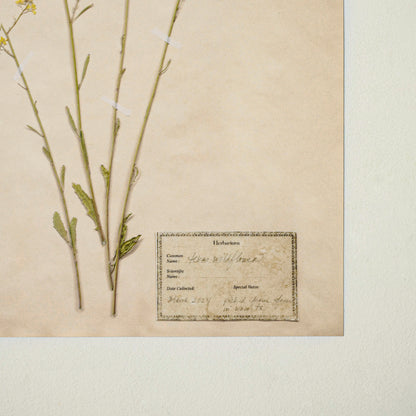Jo's Hand Pressed Herbarium Prints - Texas Wildflowers II '24 up close