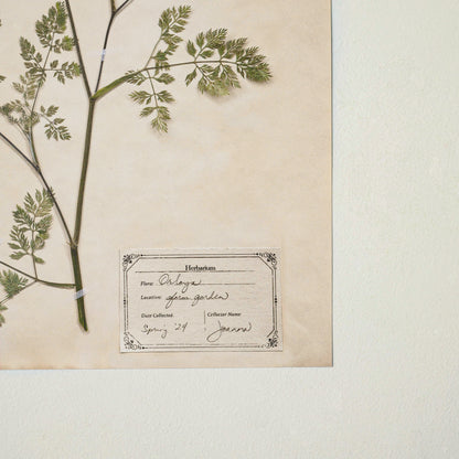 Jo's Hand Pressed Herbarium Prints - Orlaya '24 up close