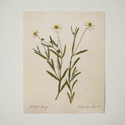 Jo's Hand Pressed Herbarium Prints - Blackfoot Daisy '24