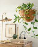 Solene Scalloped Woven Wall Basket shown on wall with plant