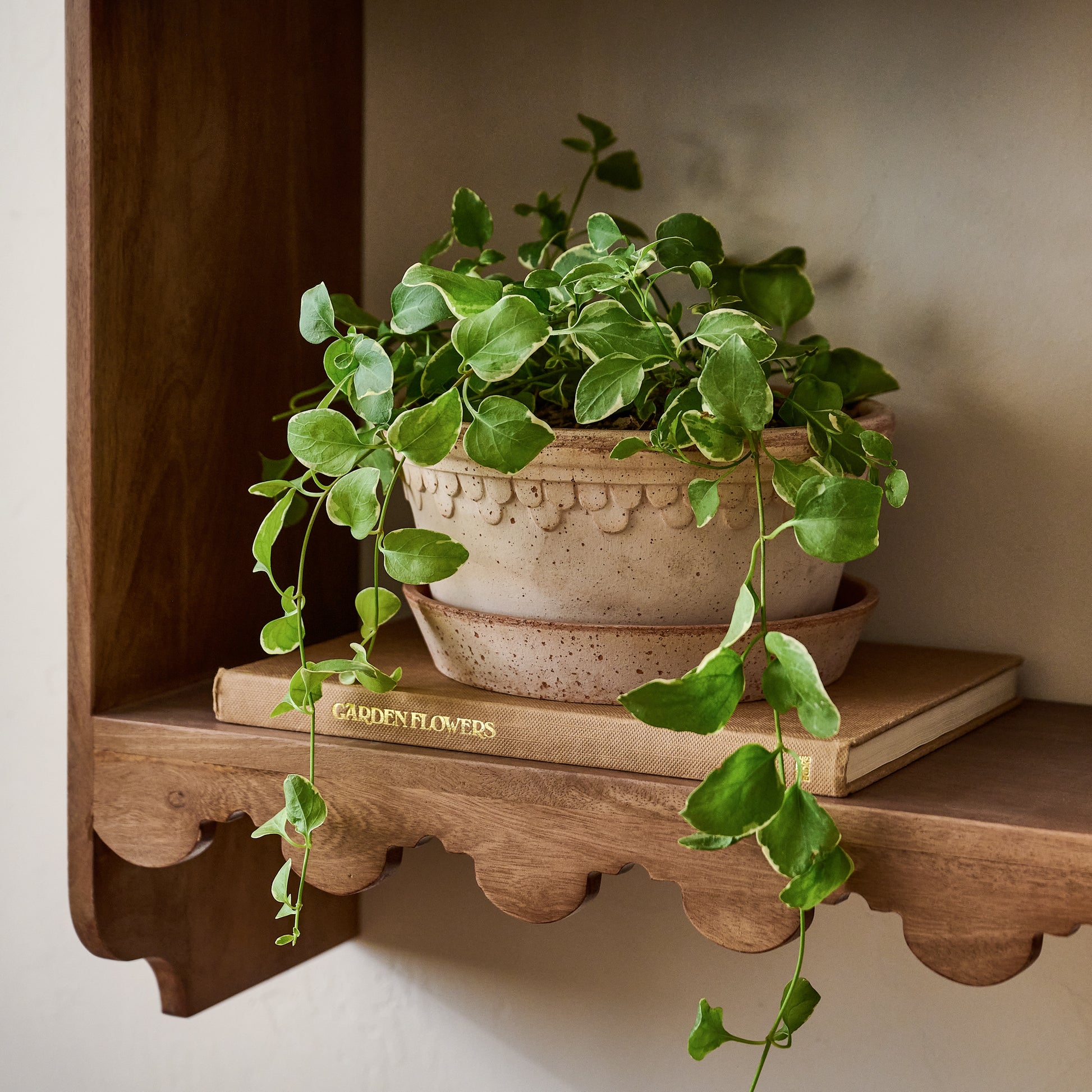 Bergs Københavner Herb Pot & Saucer shown on shelf with plant