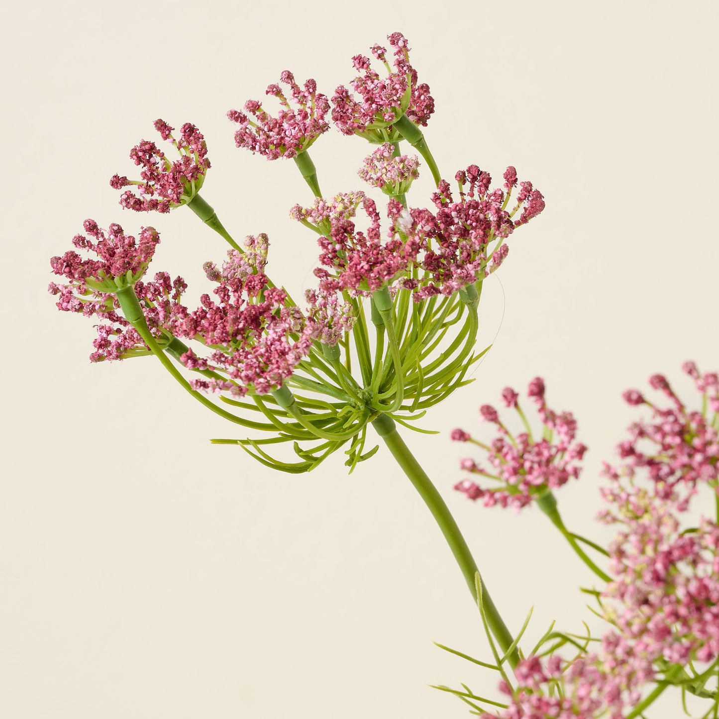 Chocolate Laceflower close up