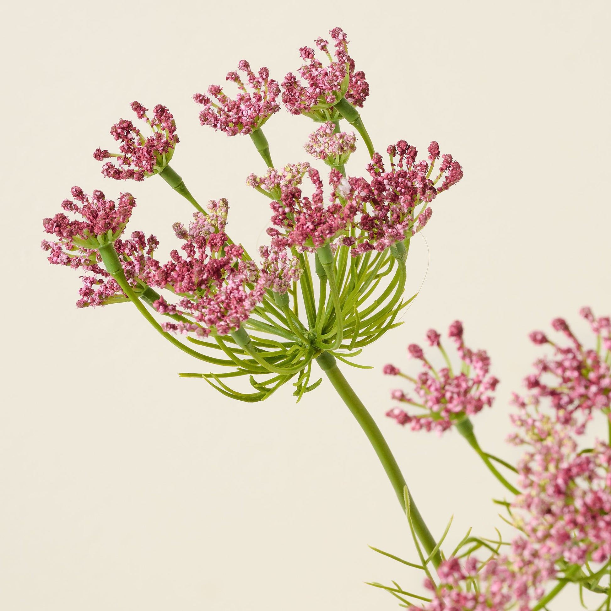 Chocolate Laceflower close up