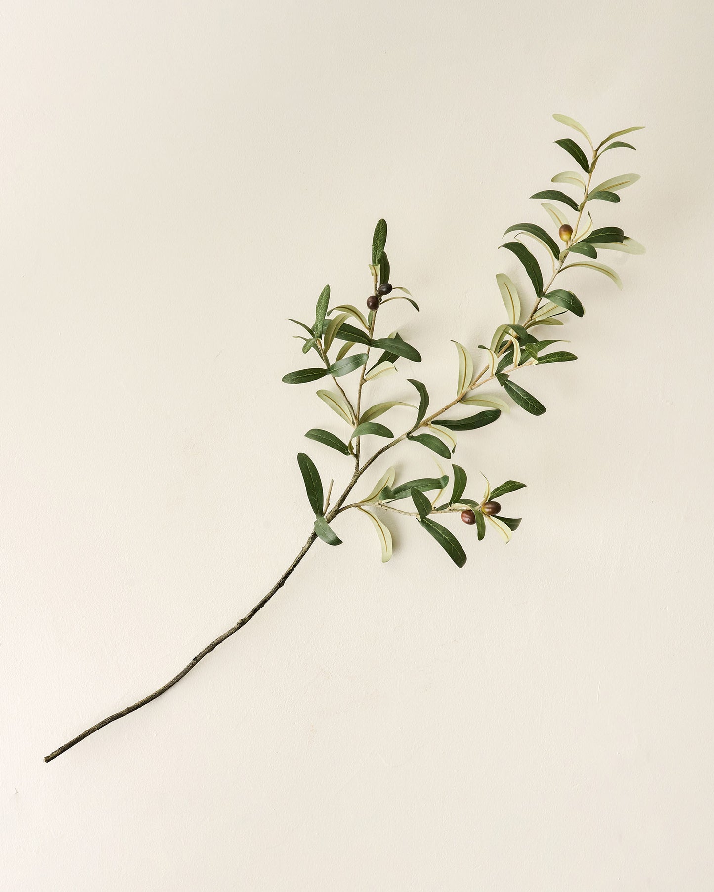 Olive Leaf Stem