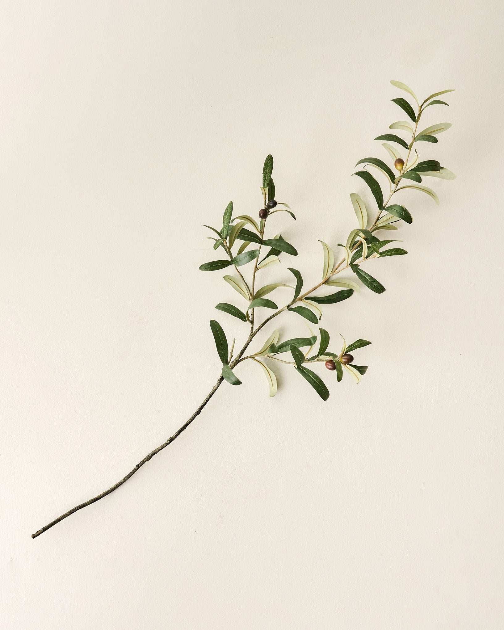 Olive Leaf Stem