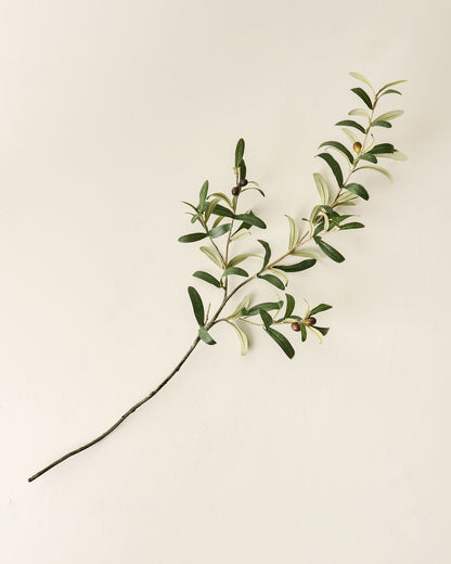 Olive Leaf Stem