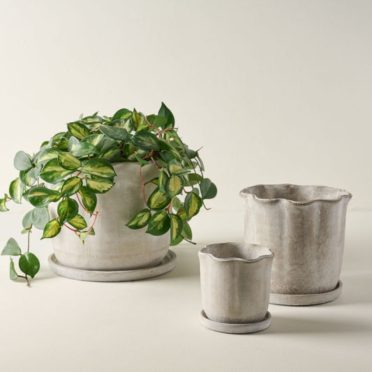 Alice Scalloped Cement Planters in all 3 sizes with a plant