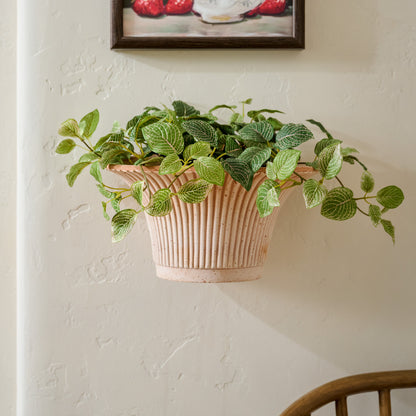 12" Potted Nerve Plant shown in wall pot