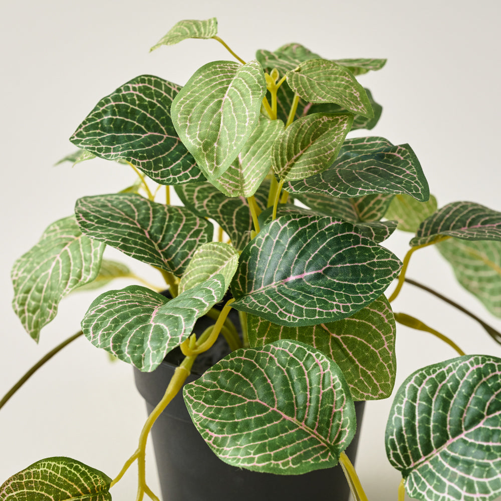 12" Potted Nerve Plant up close