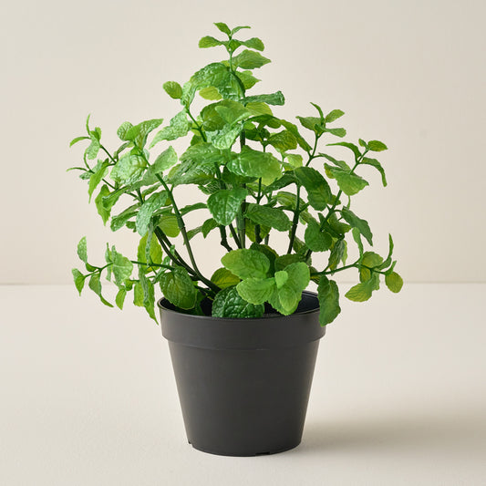 Potted Mint