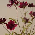 Burgundy Cosmos Stem up close