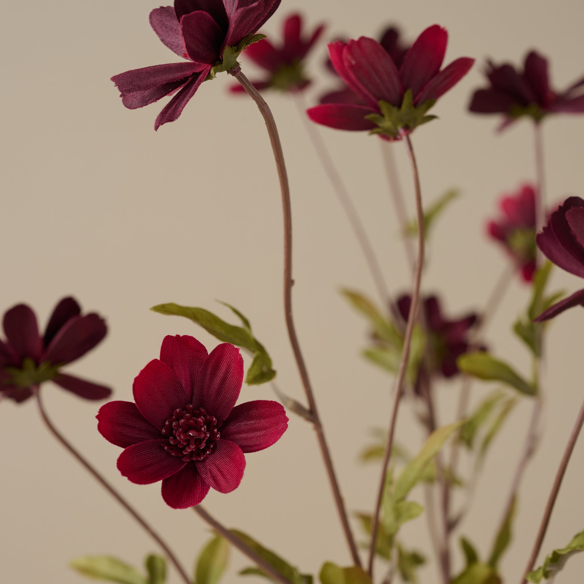 Burgundy Cosmos Stem up close