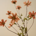 Light Amber Cosmos Stem up close