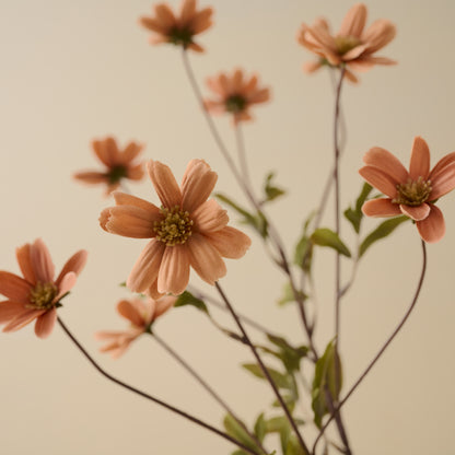 Light Amber Cosmos Stem up close