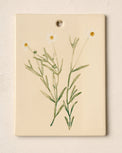 Jo's Herbarium Ceramic Wall Plaque - Collected Daisies