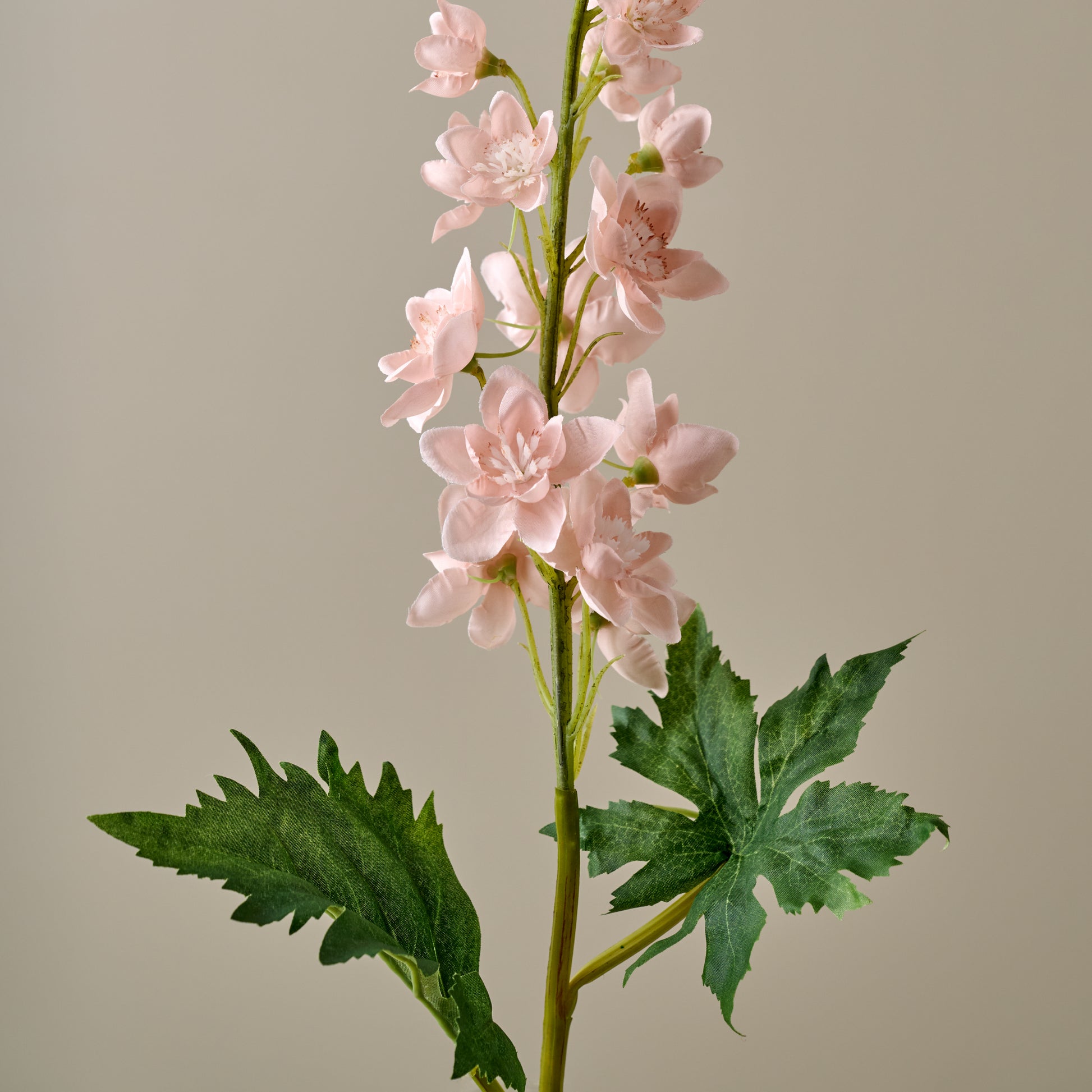 Larkspur Stem (Peach) close up view