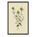 Framed wall art called Vintage Botanical Study I