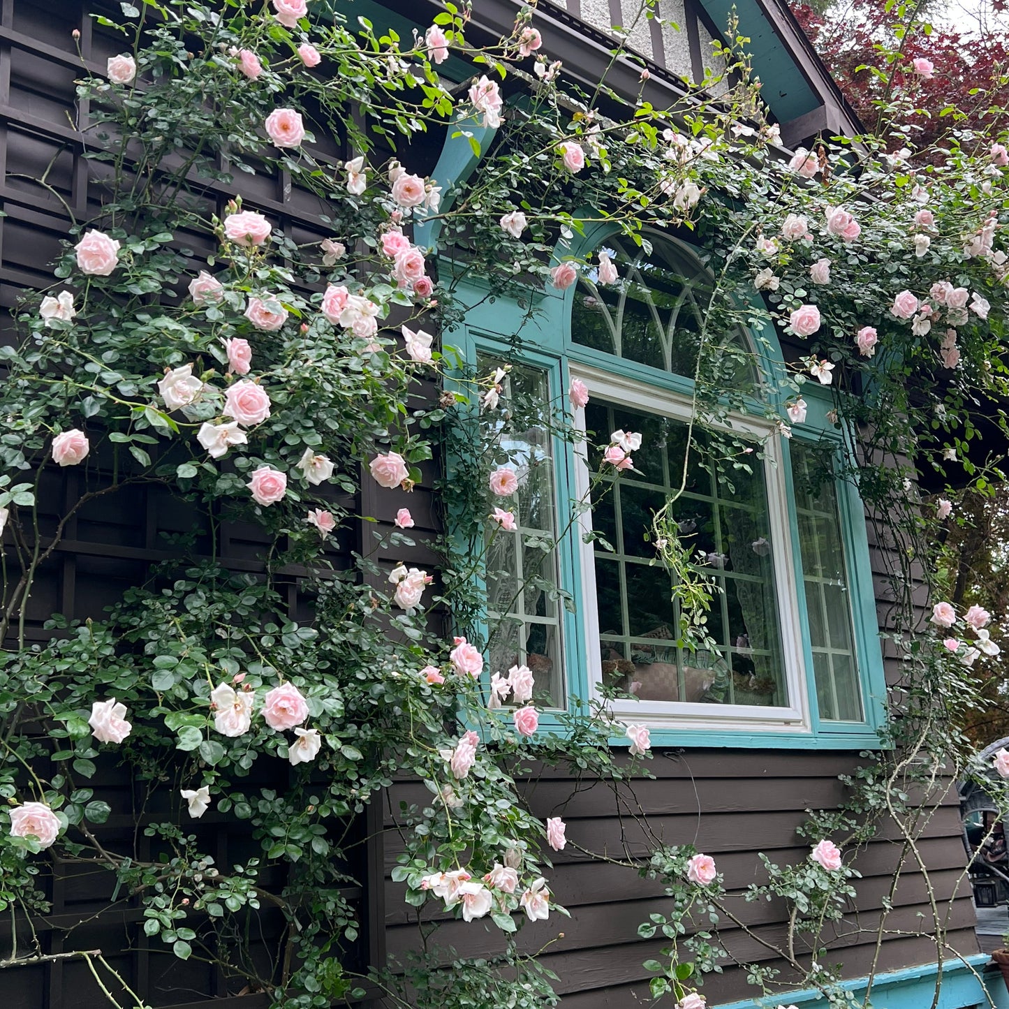 The New Dawn Rose Bush shown on house