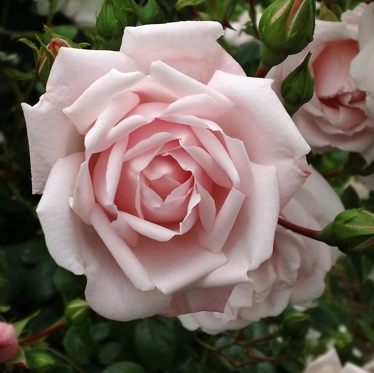 The New Dawn Rose Bush up close