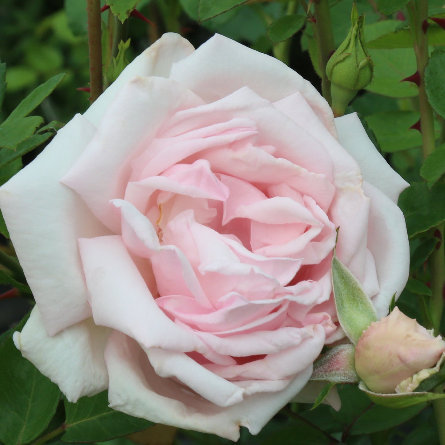 The New Dawn Rose Bush up close