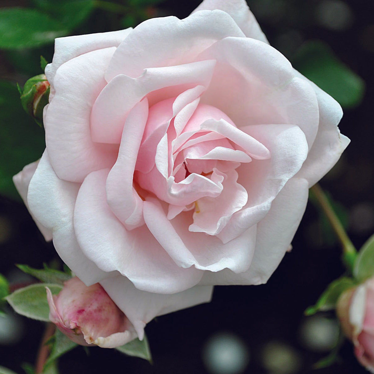 The New Dawn Rose Bush up close