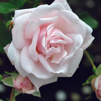 The New Dawn Rose Bush up close