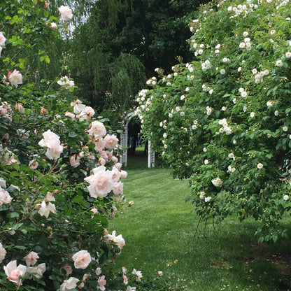 The New Dawn Rose Bush