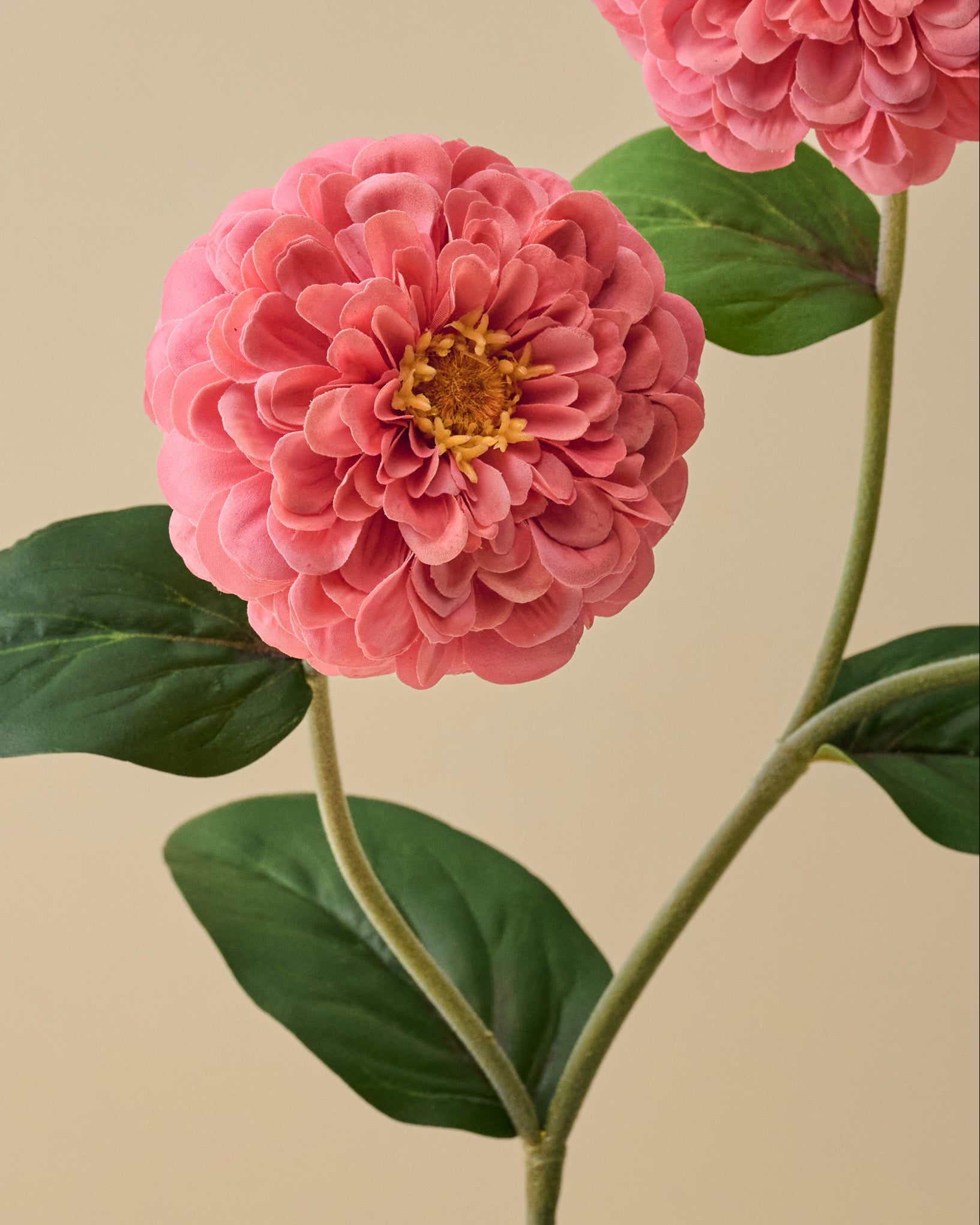 Close-up of a pink flower with green leaves on a beige background