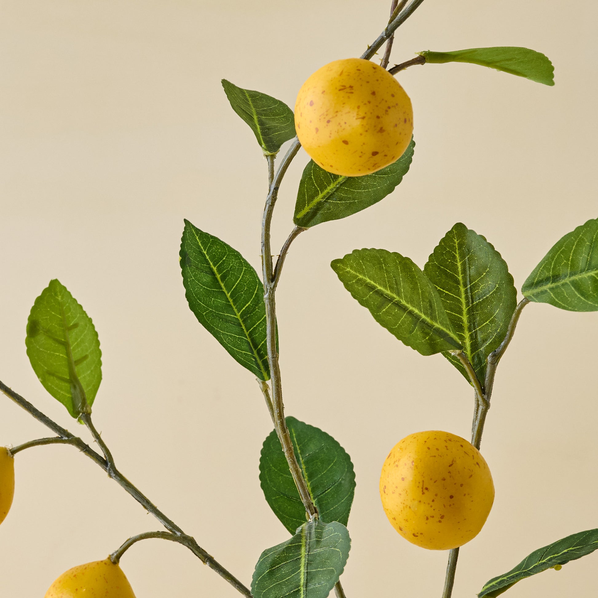 Lemon Citrus Stem close up view
