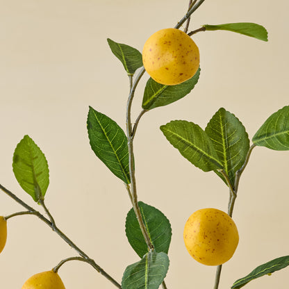 Lemon Citrus Stem close up view