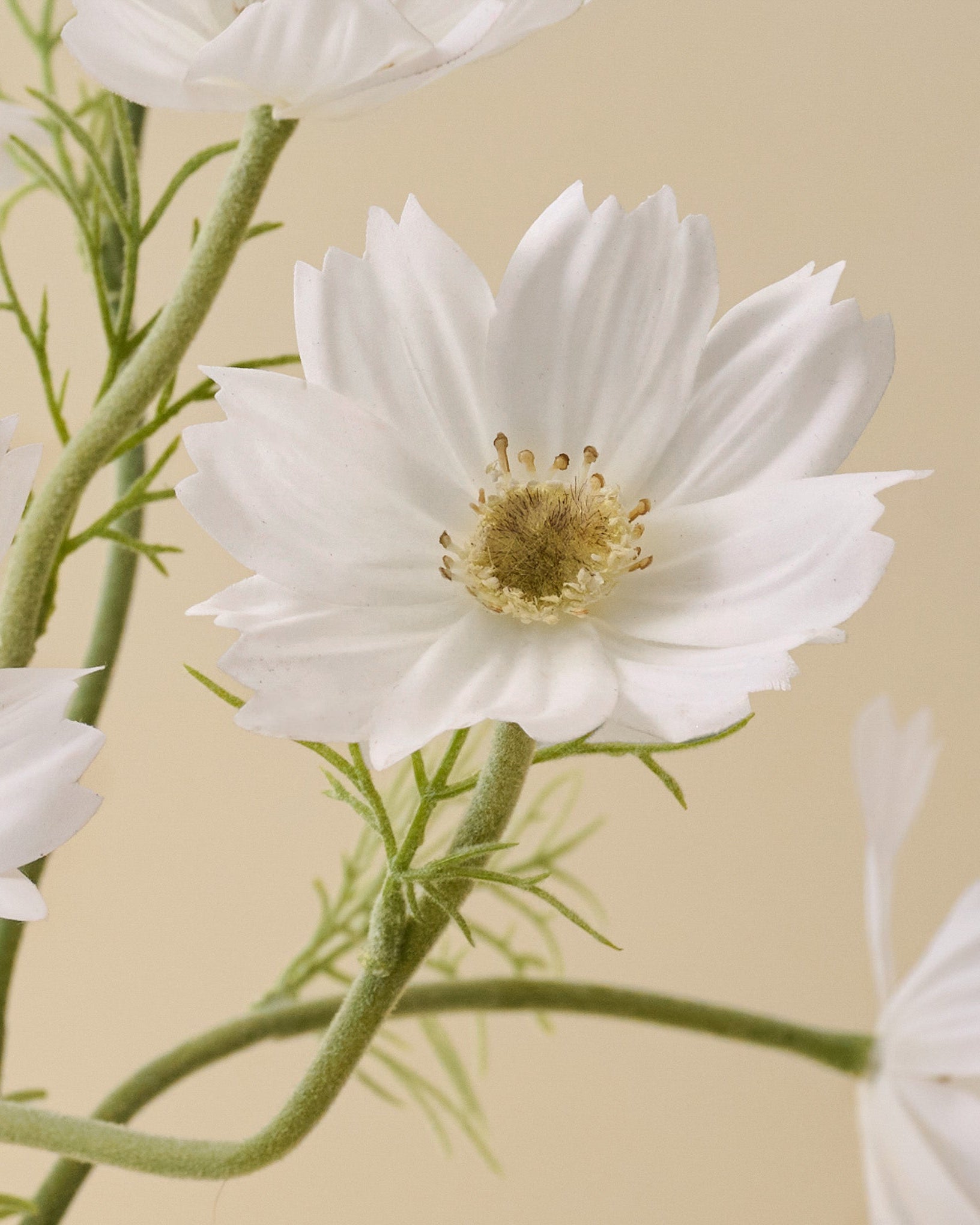 White Cosmos Bundle close up