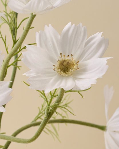 White Cosmos Bundle close up
