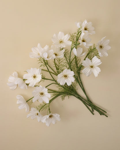White Cosmos Bundle spread out
