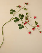 Strawberry Vine