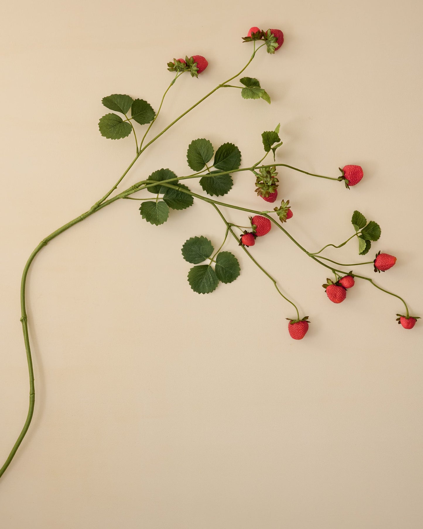 Strawberry Vine
