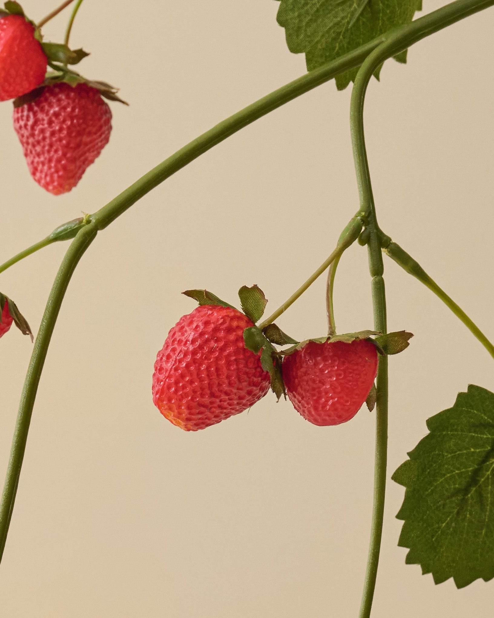 Strawberry Vine close up