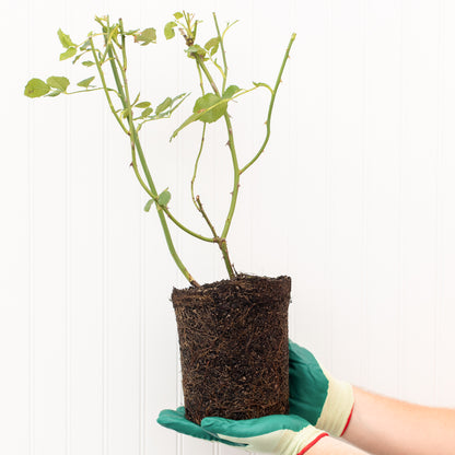 rose bush out of packaging