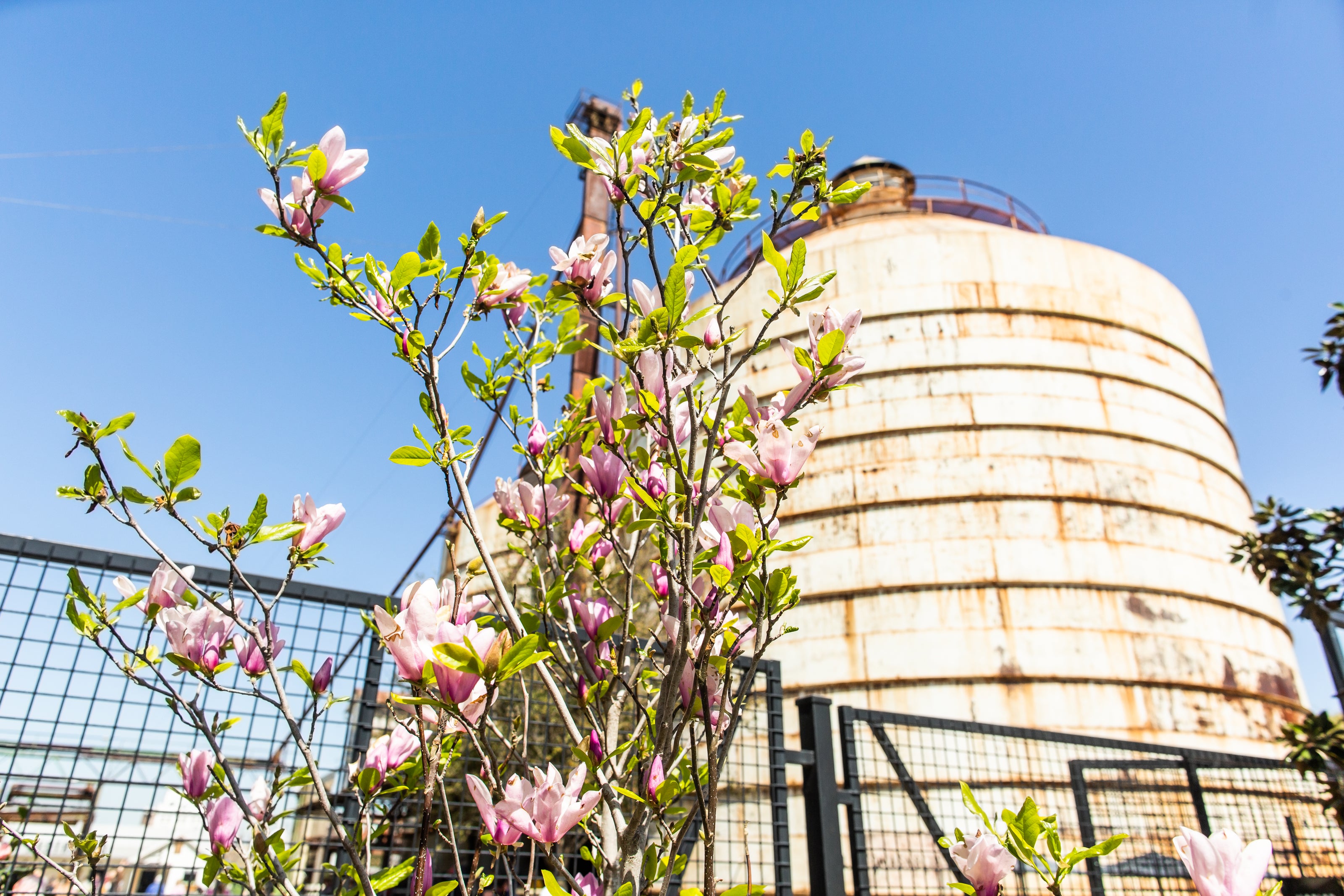 Flowering tree branches in front of a large industrial tank with a clear blue sky.