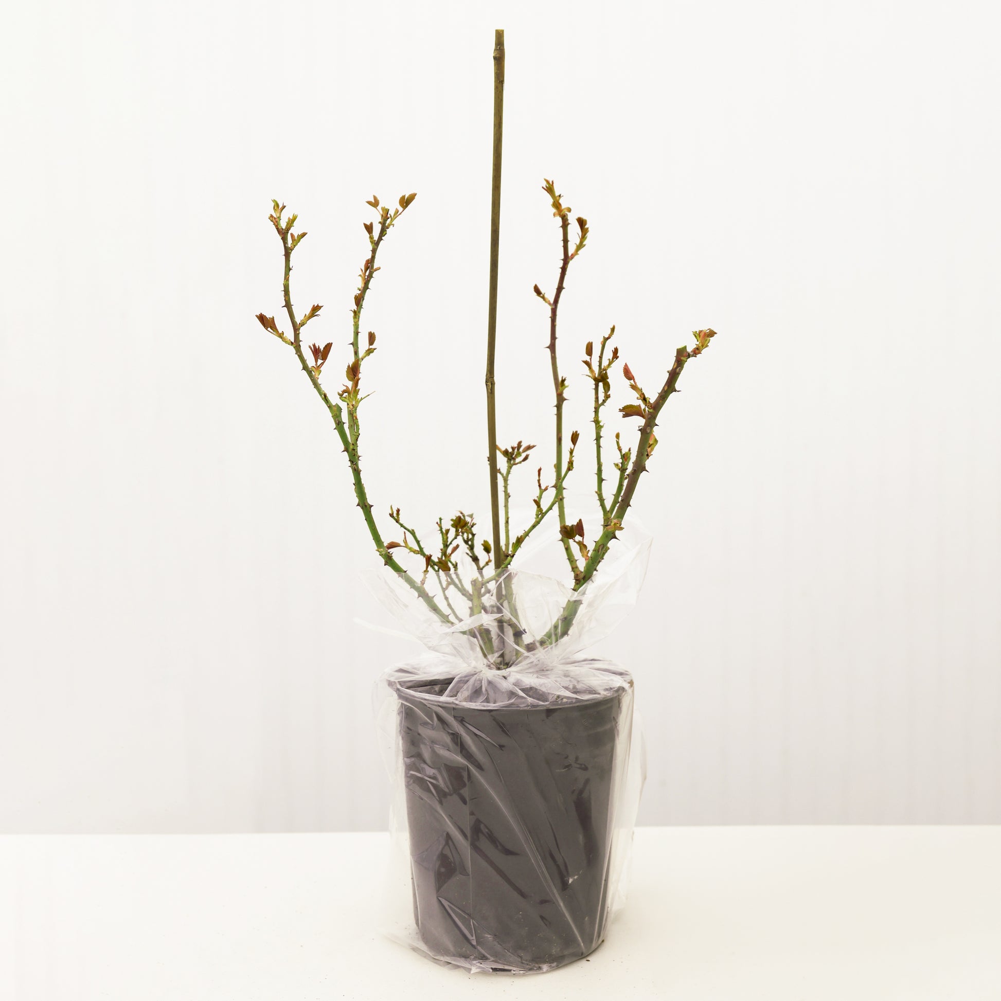 rose bush in packaging