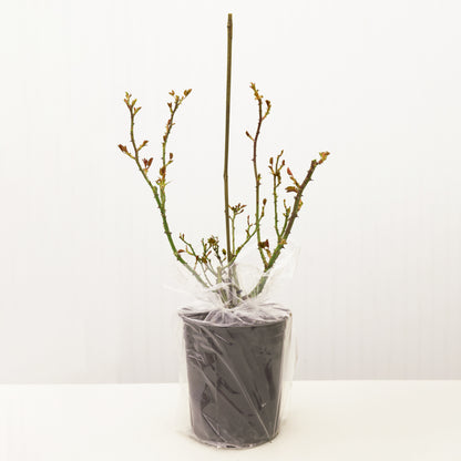 rose bush in packaging