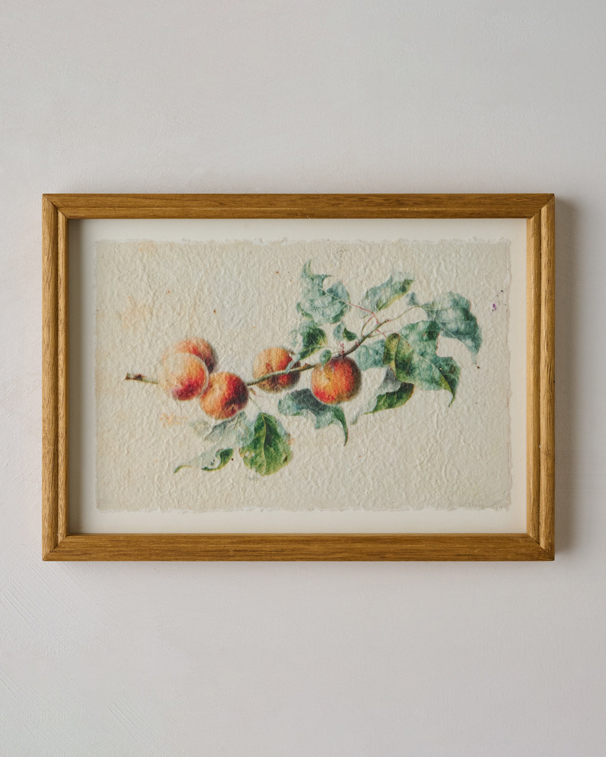 Heirloom Peach Study