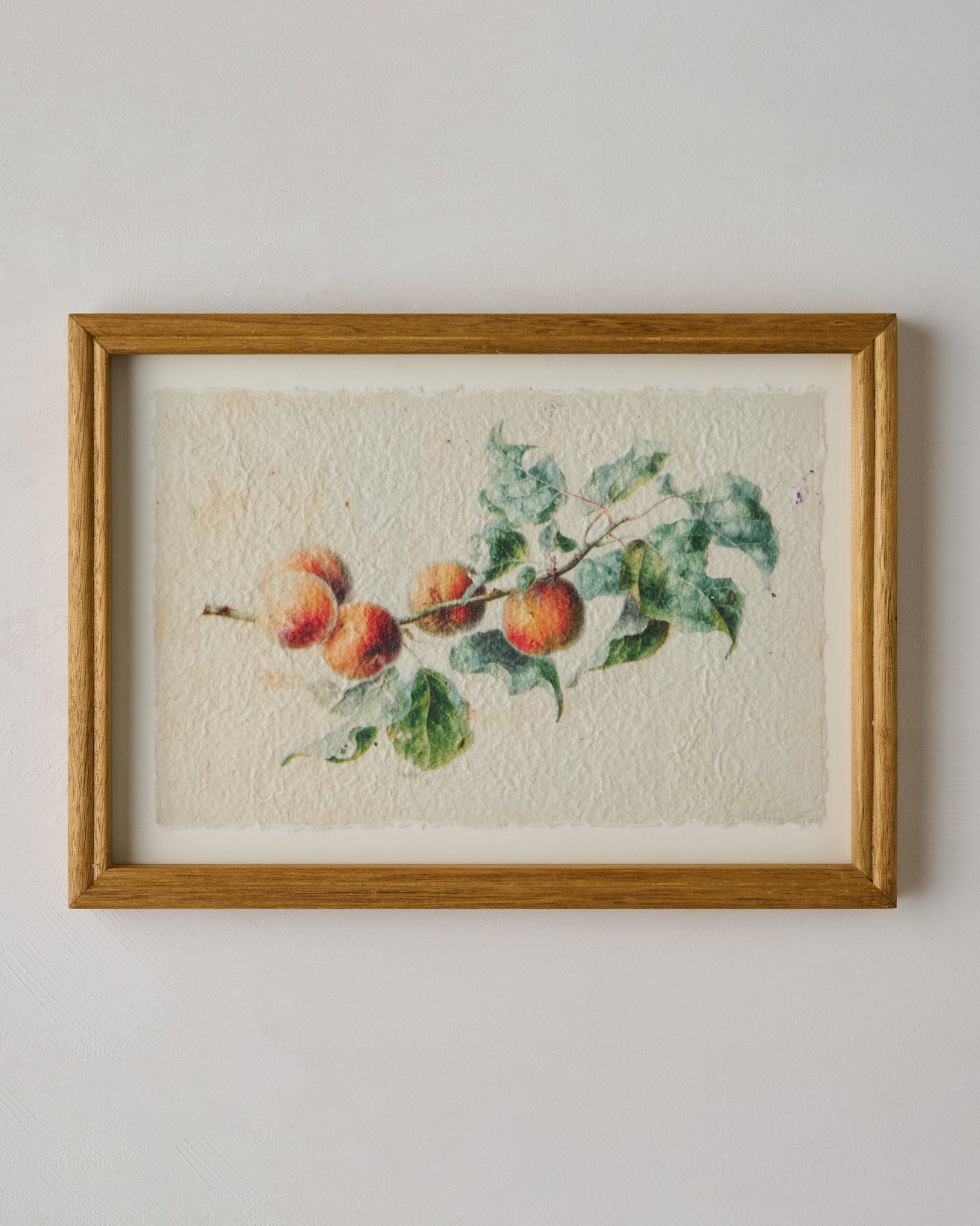 Heirloom Peach Study
