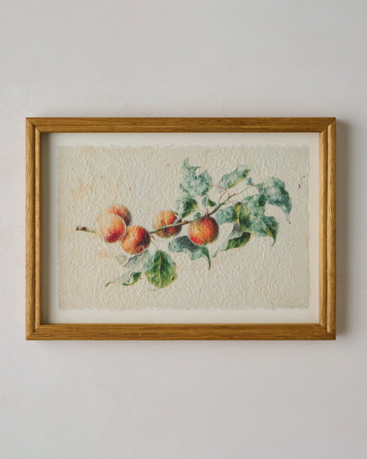 Heirloom Peach Study
