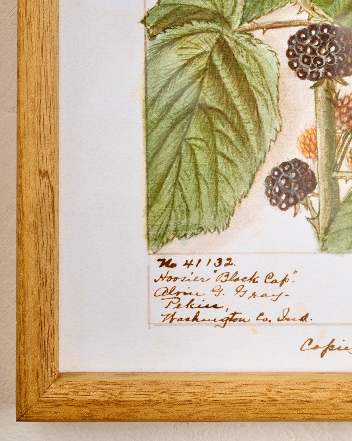 Fresh Blackberry Botanical Framed Print corner up close